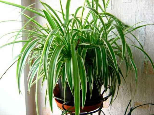 Chlorophytum