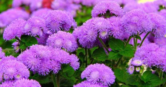 Ageratum - ينمو من البذور ، عندما زرعت في الشتلات ، أسرار النمو