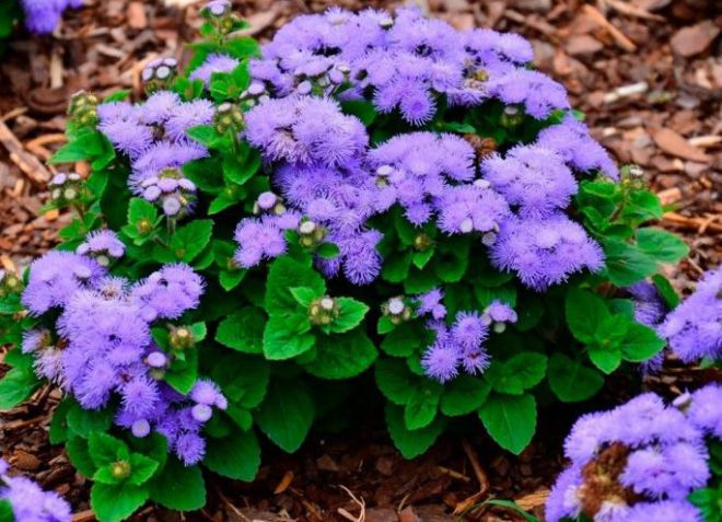 زرع بذور ageratum في الأرض المفتوحة