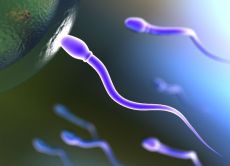 Agregace spermií
