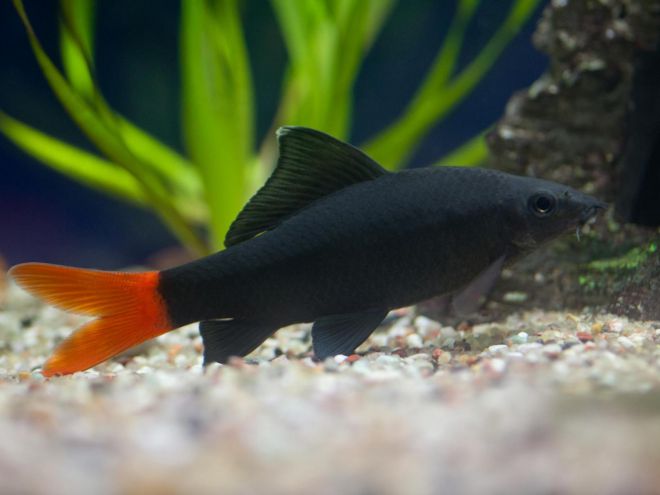 Aquarium rybí ryby Labeo Care