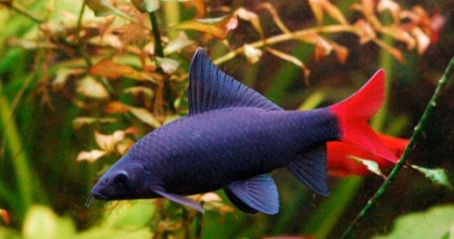 Akvarijní ryby Labeo - tipy pro milovníky exotiky