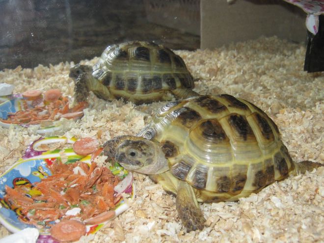 Какво да се храни с аквариум костенурки