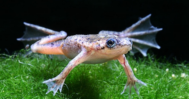 Аквариум жаби - характеристики на поддръжката и грижите