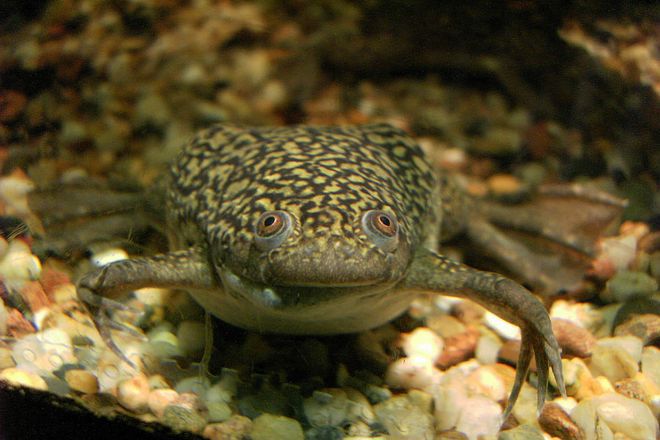 аквариум шибани жаби