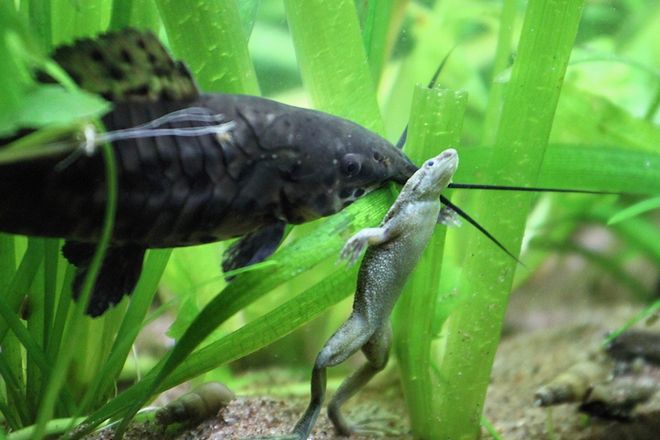 жаби в аквариум с рибна съвместимост