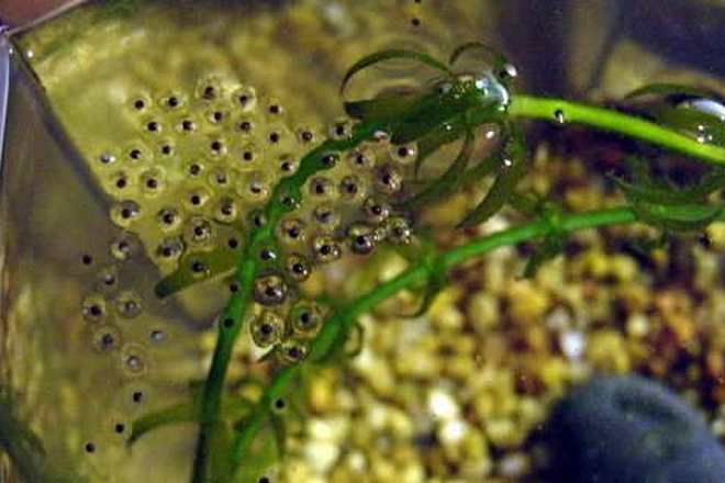 как изглежда хайвера на аквариума жабешки хименоируси