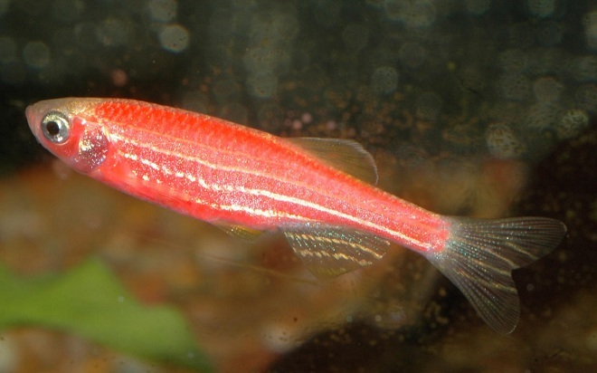 水族馆鱼斑马鱼