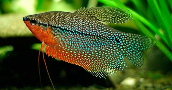 حوض السمك أسماك gourami - كل دقيق للرعاية والتربية