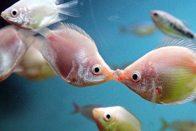 أنواع الأسماك من قبل gourami