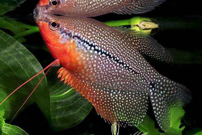 لؤلؤة السمك gourami