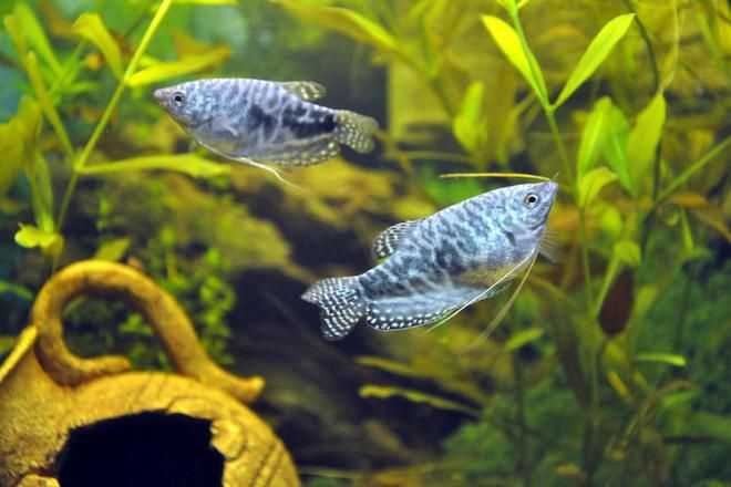 حوض السمك أسماك الرخام gourami