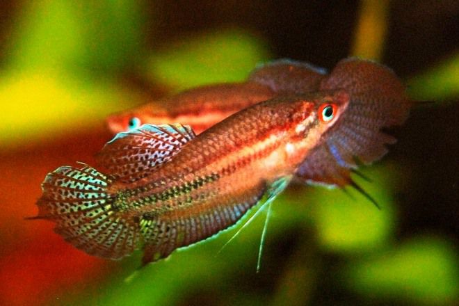 سمكة مزعجة مع gourami