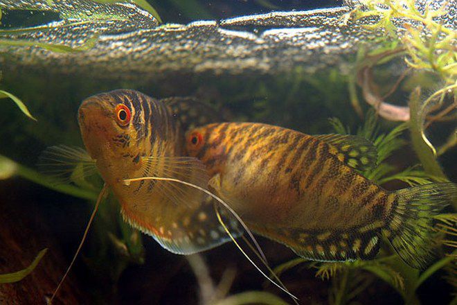 ما لإطعام الأسماك مع gourami