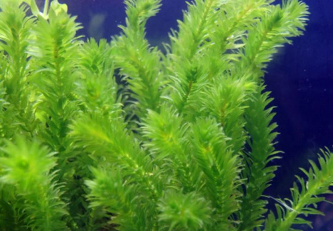 Elodea في الحوض