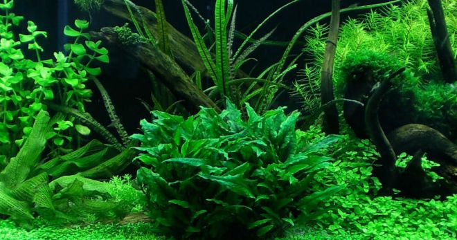 مصنع الحوض cryptocoryne - ظروف زراعة ورعاية