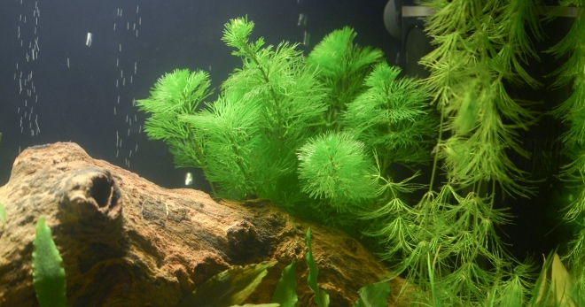 水族馆植物hornwort - 初学者的朴实装饰