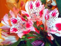 alstroemeria rearing1