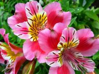 alstroemeria rearing3