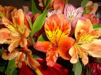 alstroemeria rearing4