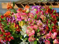 alstroemeria rearing5