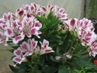 alstroemeria rearing6