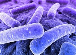 Anaerobní bakterie
