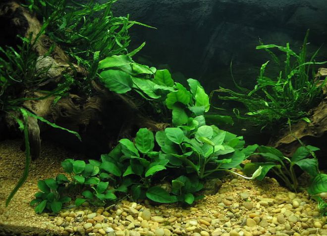 akvarijní rostliny anubias popis