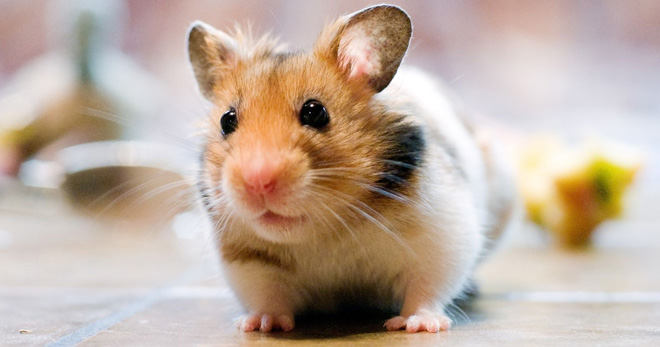 Nemoci křečků - co zvířatům trpí a jak s nimi zacházet?