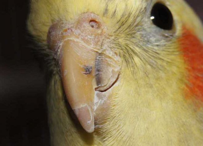 مرض منقار corella