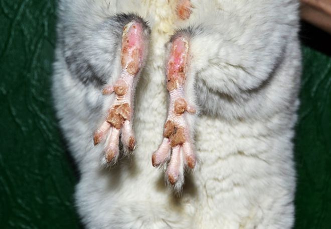 التهاب الجلد البسيط chinchillas