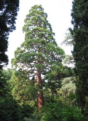 在克里米亚21植物园