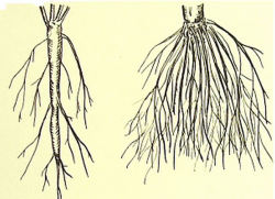 比杆根系统不同于纤维根系统