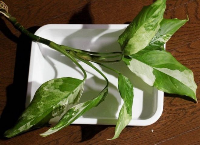 aglaonema الاستنساخ من العقل