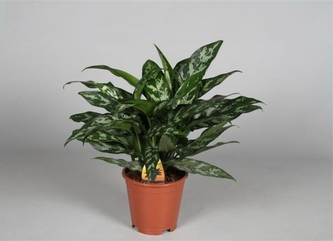 aglaonema ماريا