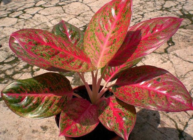 aglaonema crit