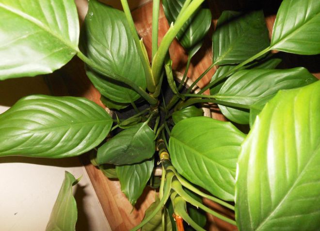 aglaonema متواضعة