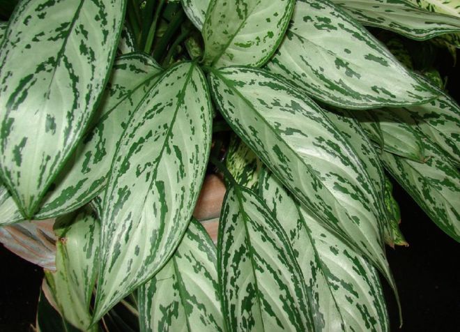 aglaonema الفضة كوين