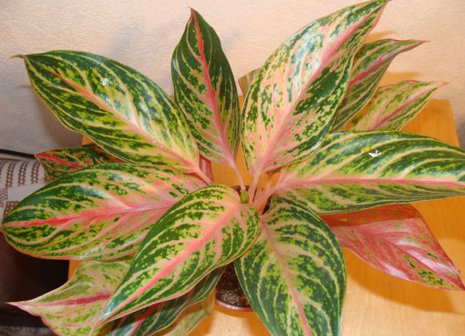 فراشة aglaonema