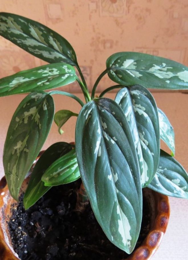 Aglaonema للتغيير