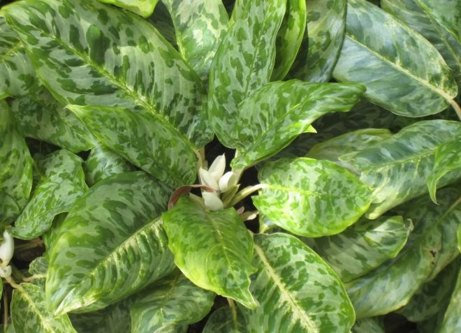 aglaonema الطاووس