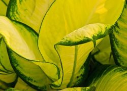 Dieffenbachia - أوراق صفراء