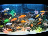 تصميم الحوض مع cichlids 1