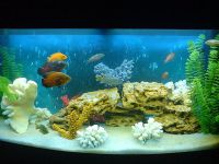 تصميم الحوض مع cichlids 2