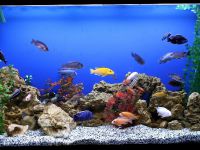 تصميم الحوض مع cichlids 3