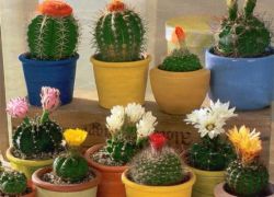 Domácí kaktusy: poškození a prospěch