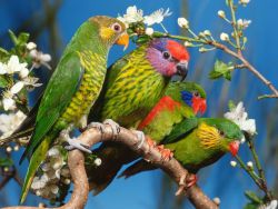 Domácí papoušci