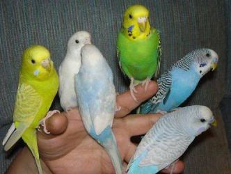 Druhy domácích papoušků 8