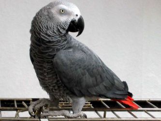 Druhy domácích papoušků 2