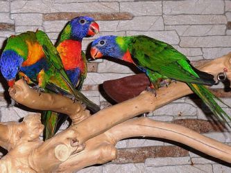 Domácí papoušci 6